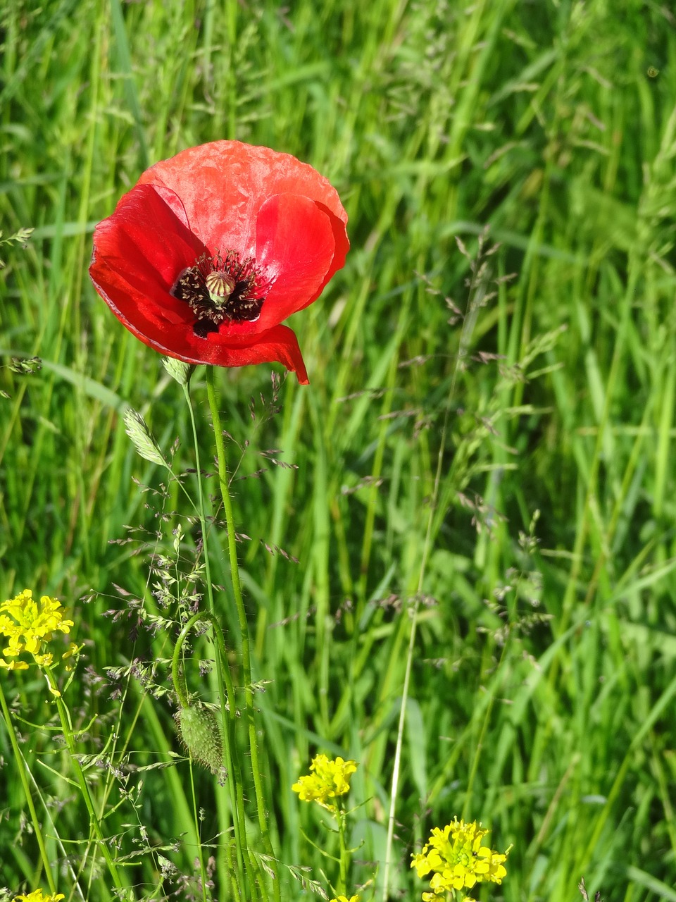 poppy meadow flower free photo