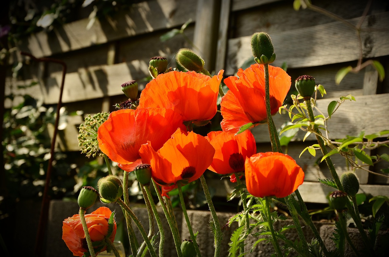 poppy red poppy klatschmohn free photo