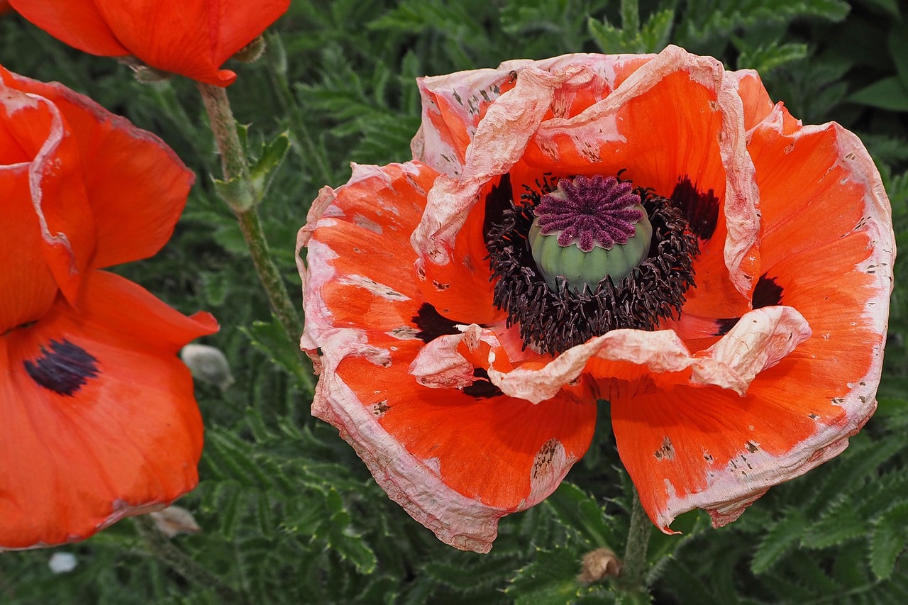 poppy blossom bloom free photo