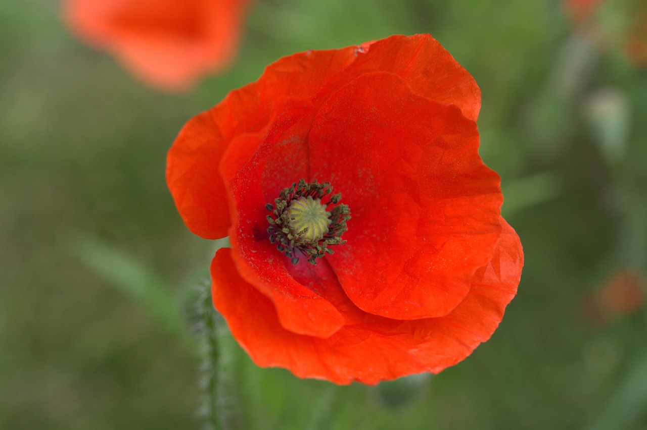 poppy red blossom free photo