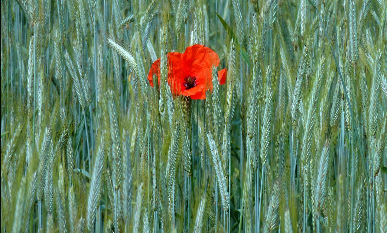poppy klatschmohn cornfield free photo