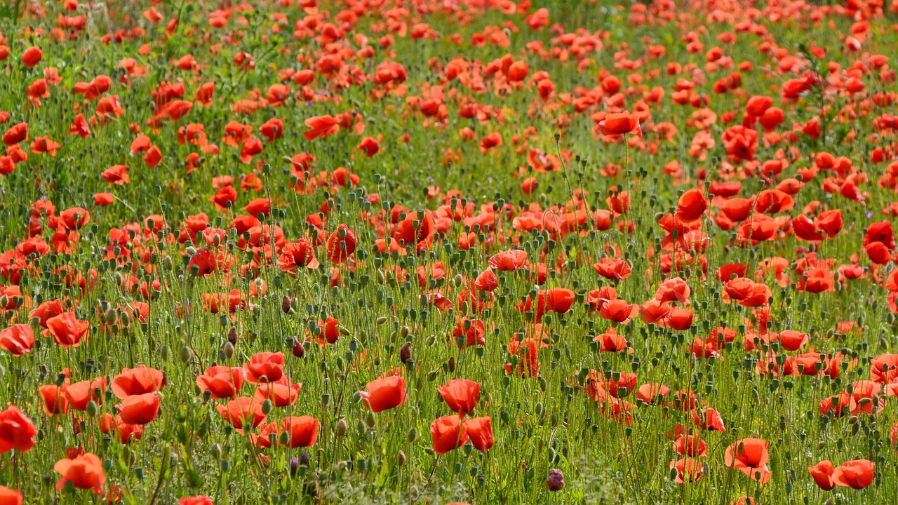 poppy red poppy poppy flower free photo