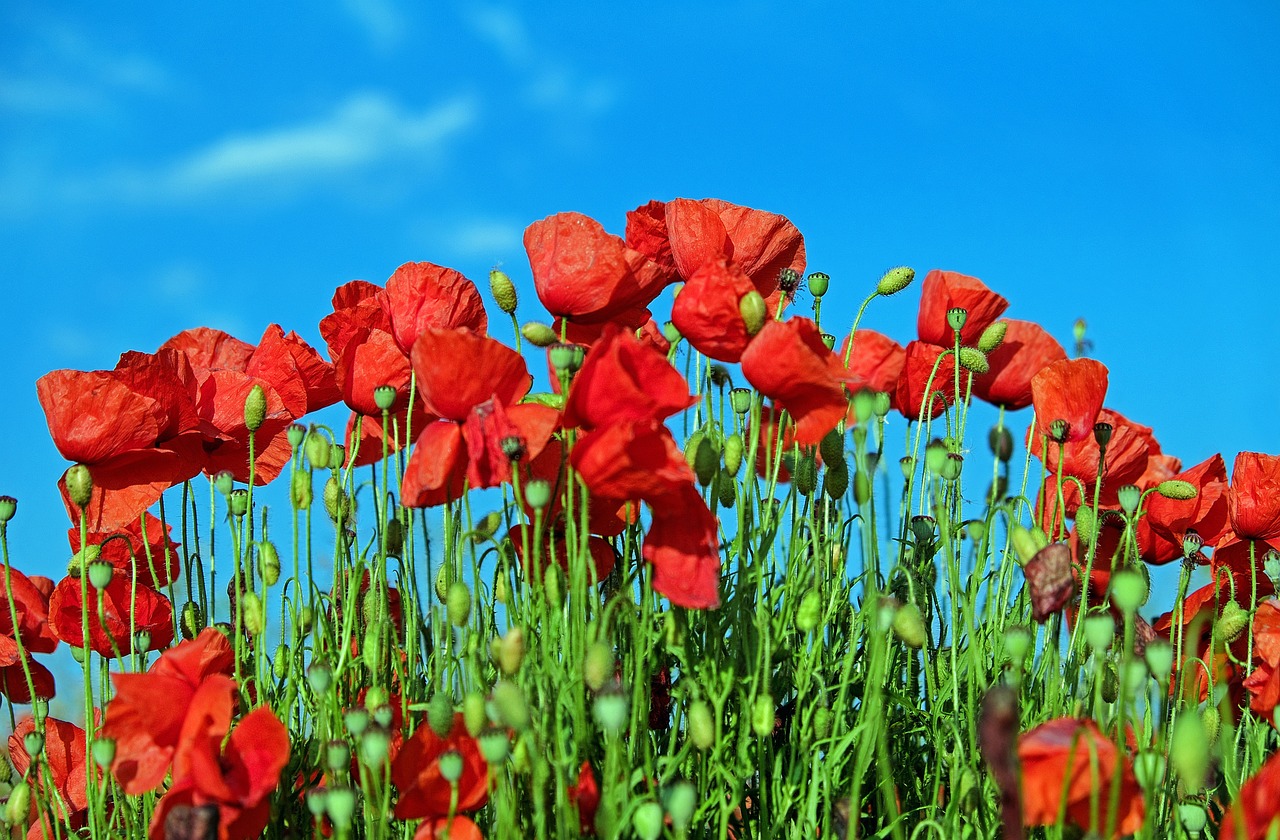 poppy klatschmohn poppy flower free photo