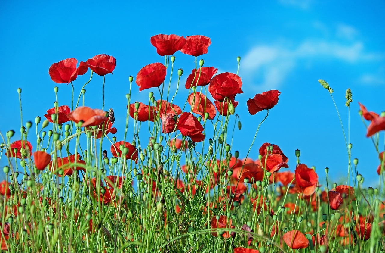 poppy flower klatschmohn free photo