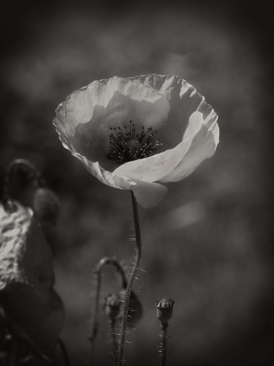 poppy black white free photo