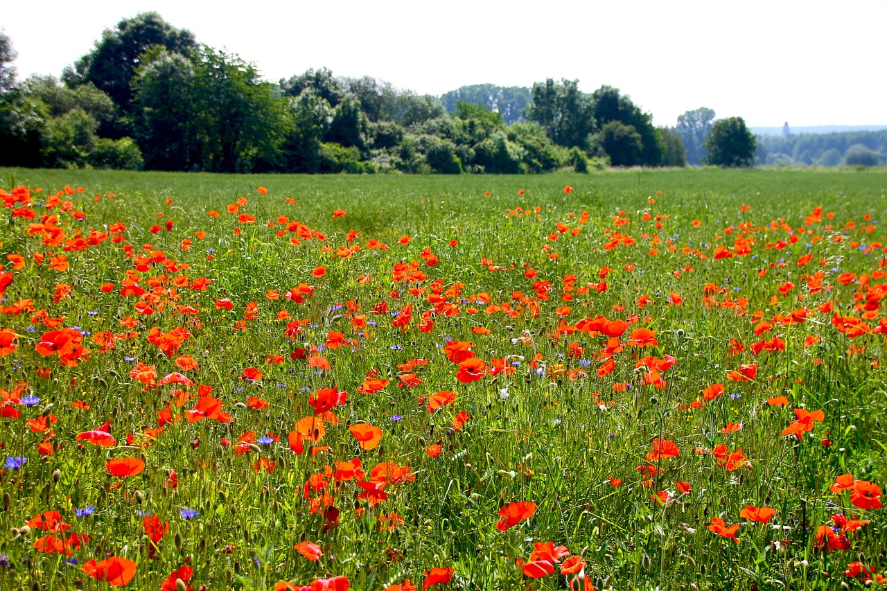 poppy flowers nature free photo