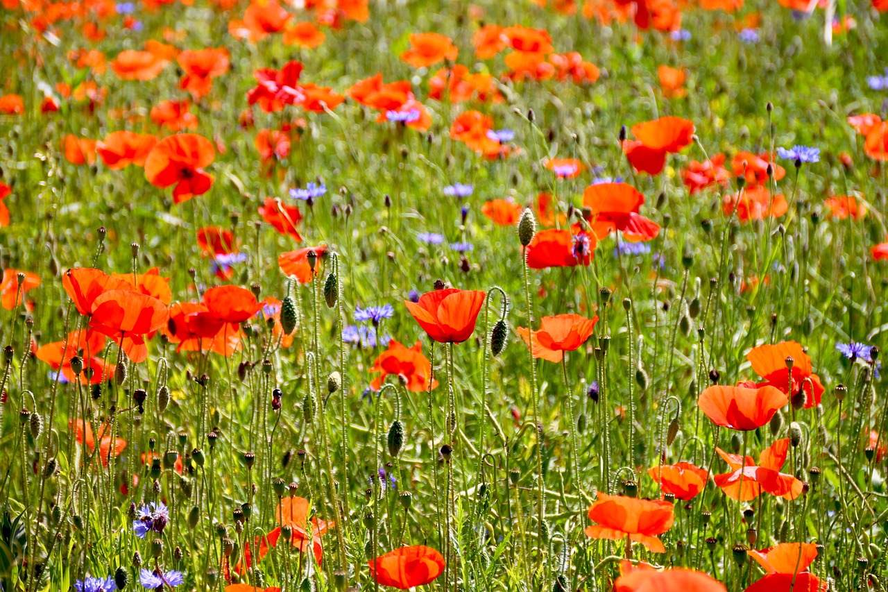 poppy flowers field free photo