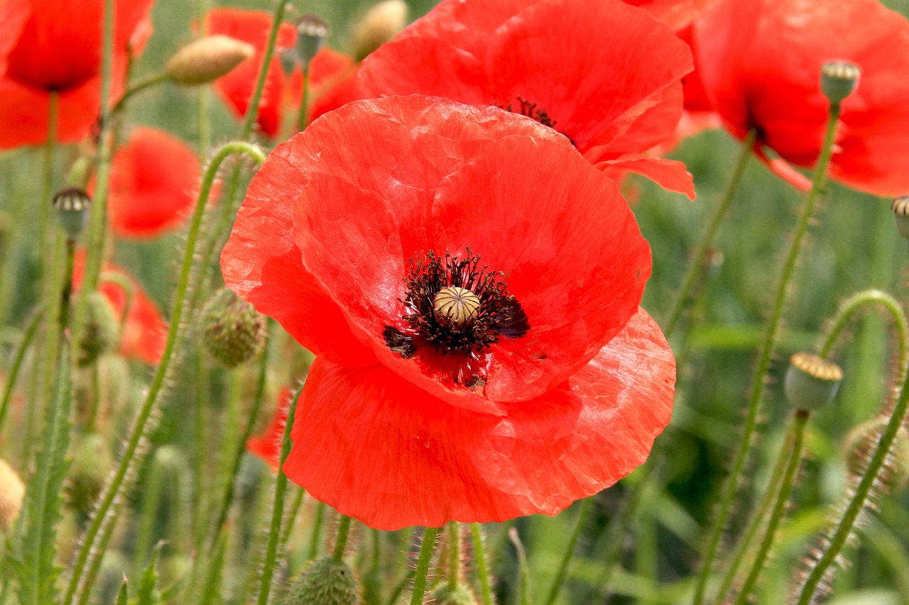 poppy flower nature free photo