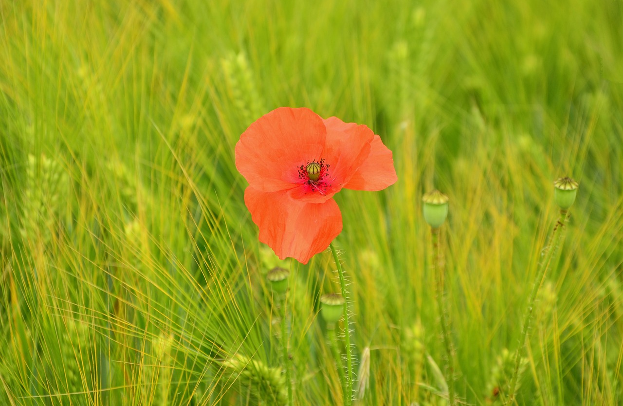 poppy poppy flower barley field free photo