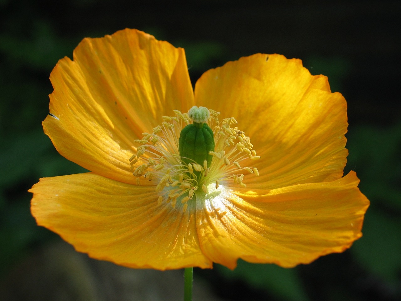 poppy core pestle free photo