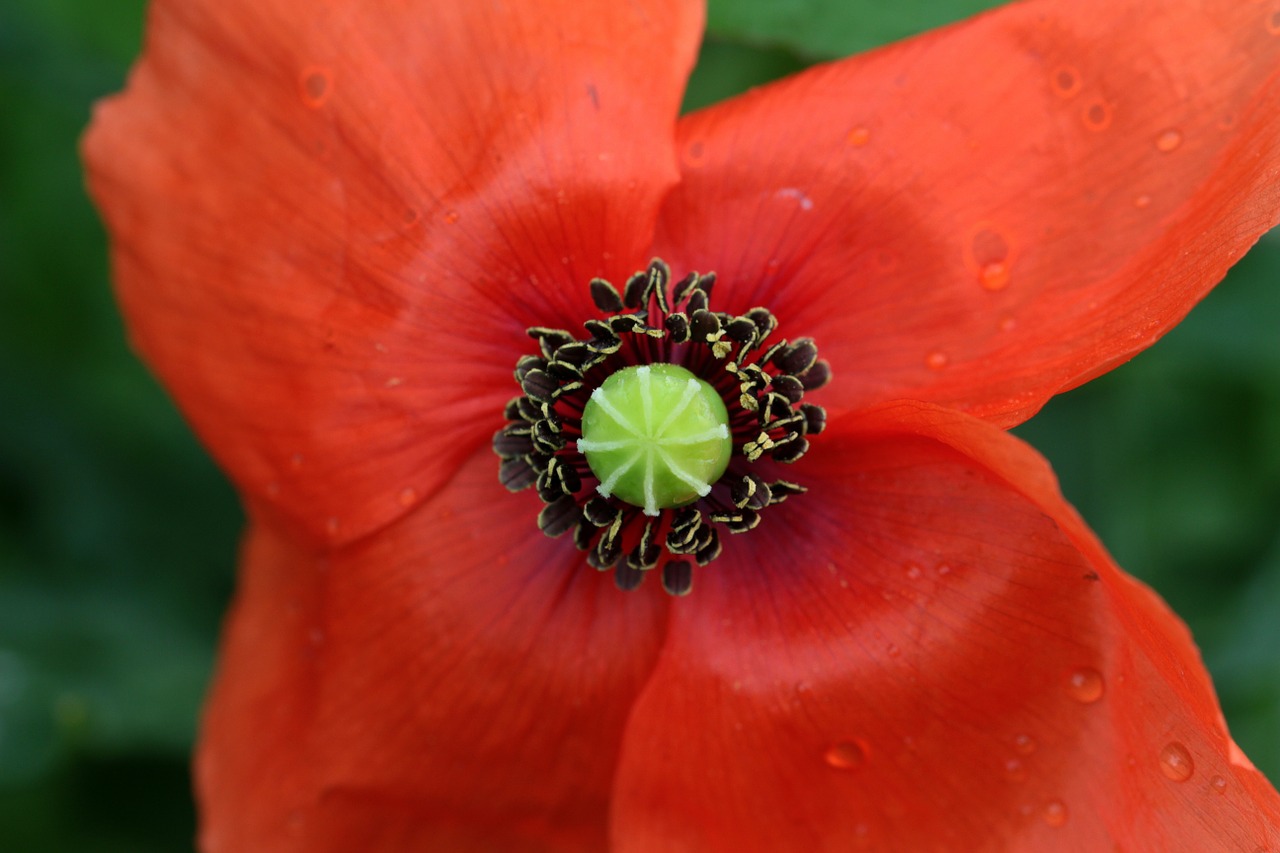 poppy papaver rhoeas klatschmohn free photo