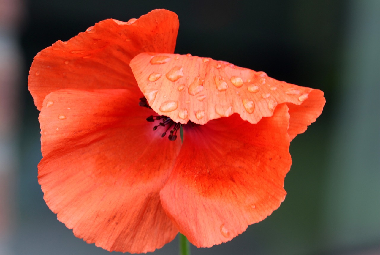 poppy papaver rhoeas klatschmohn free photo