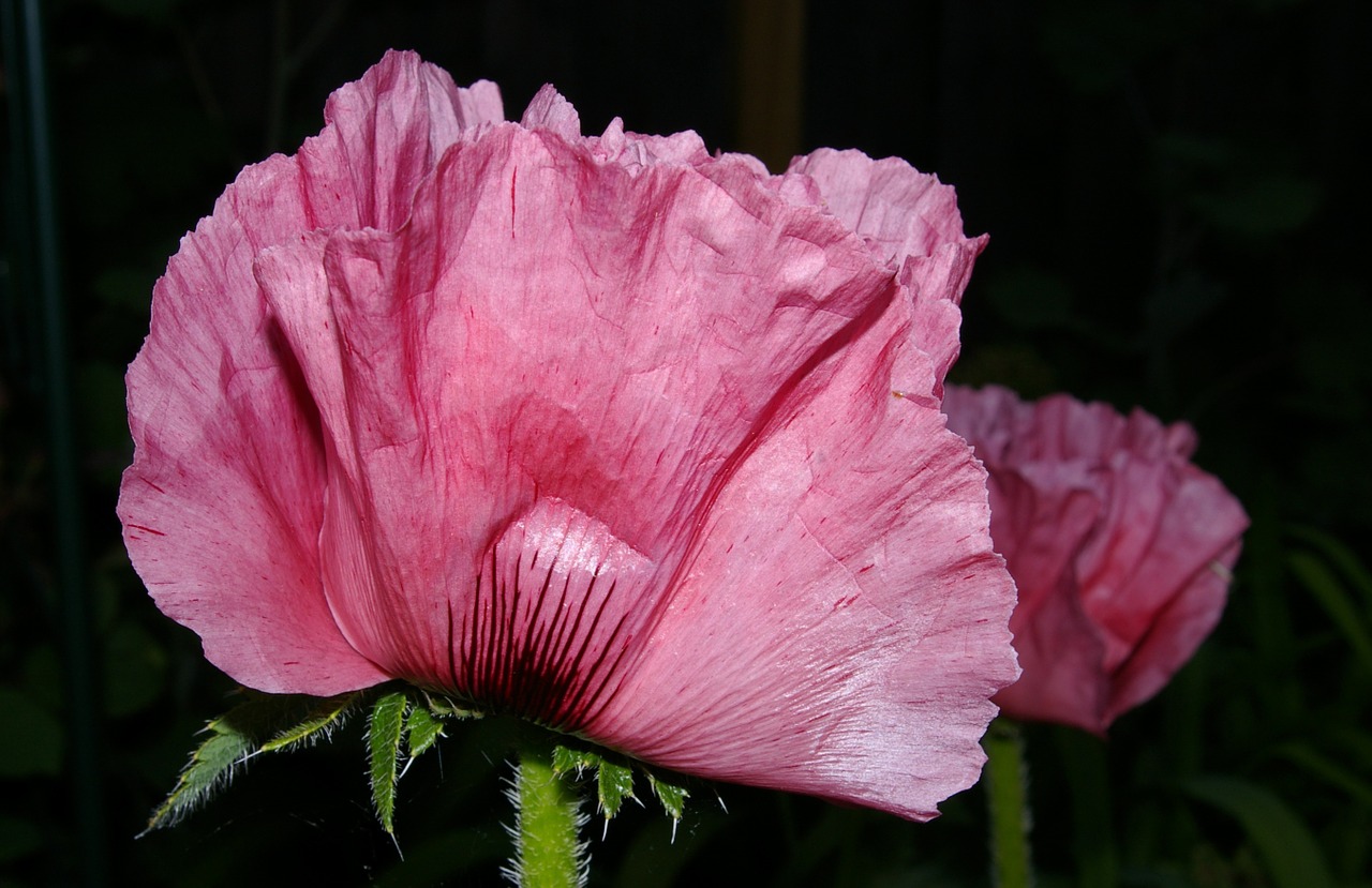 poppy poppy flower klatschmohn free photo