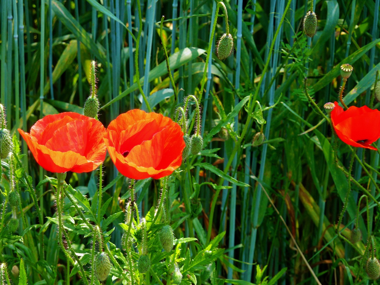 poppy klatschmohn cornfield free photo