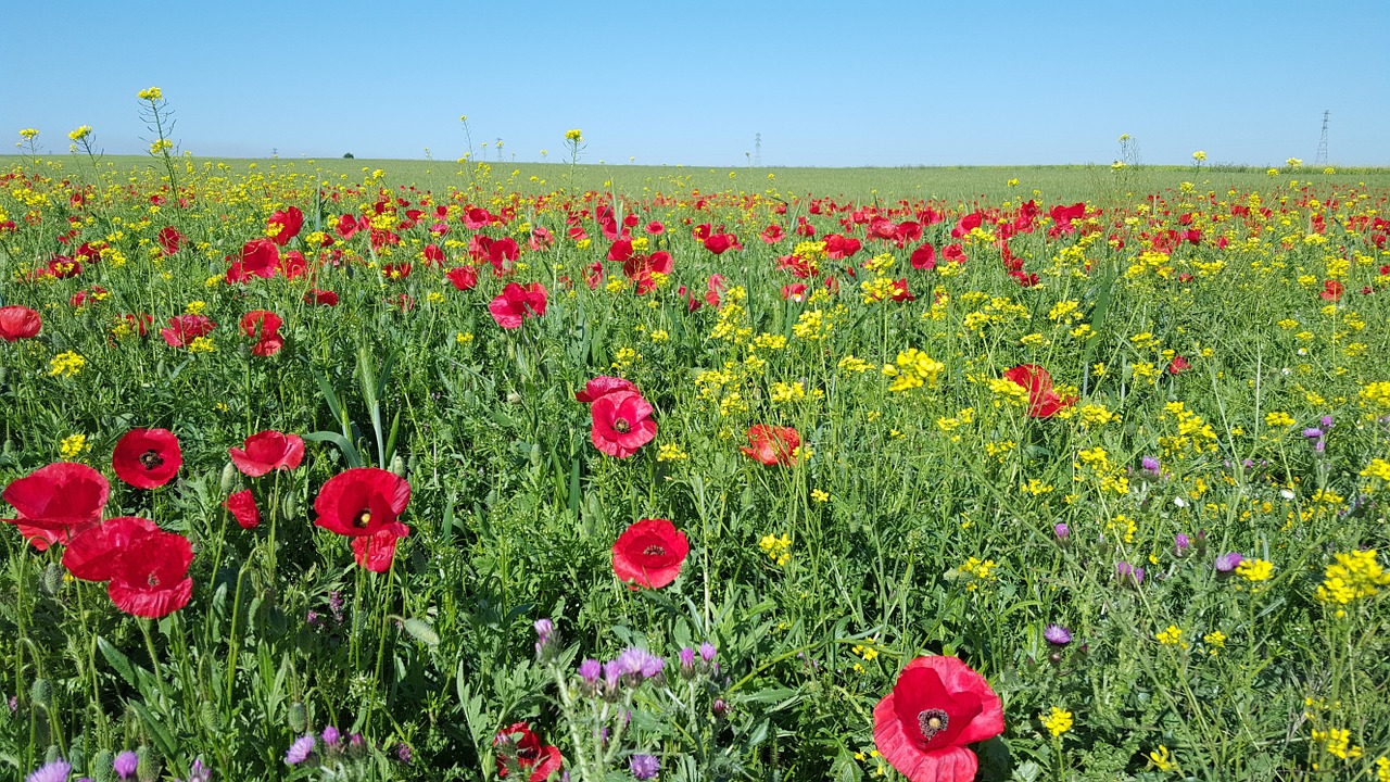 poppy field nature free photo