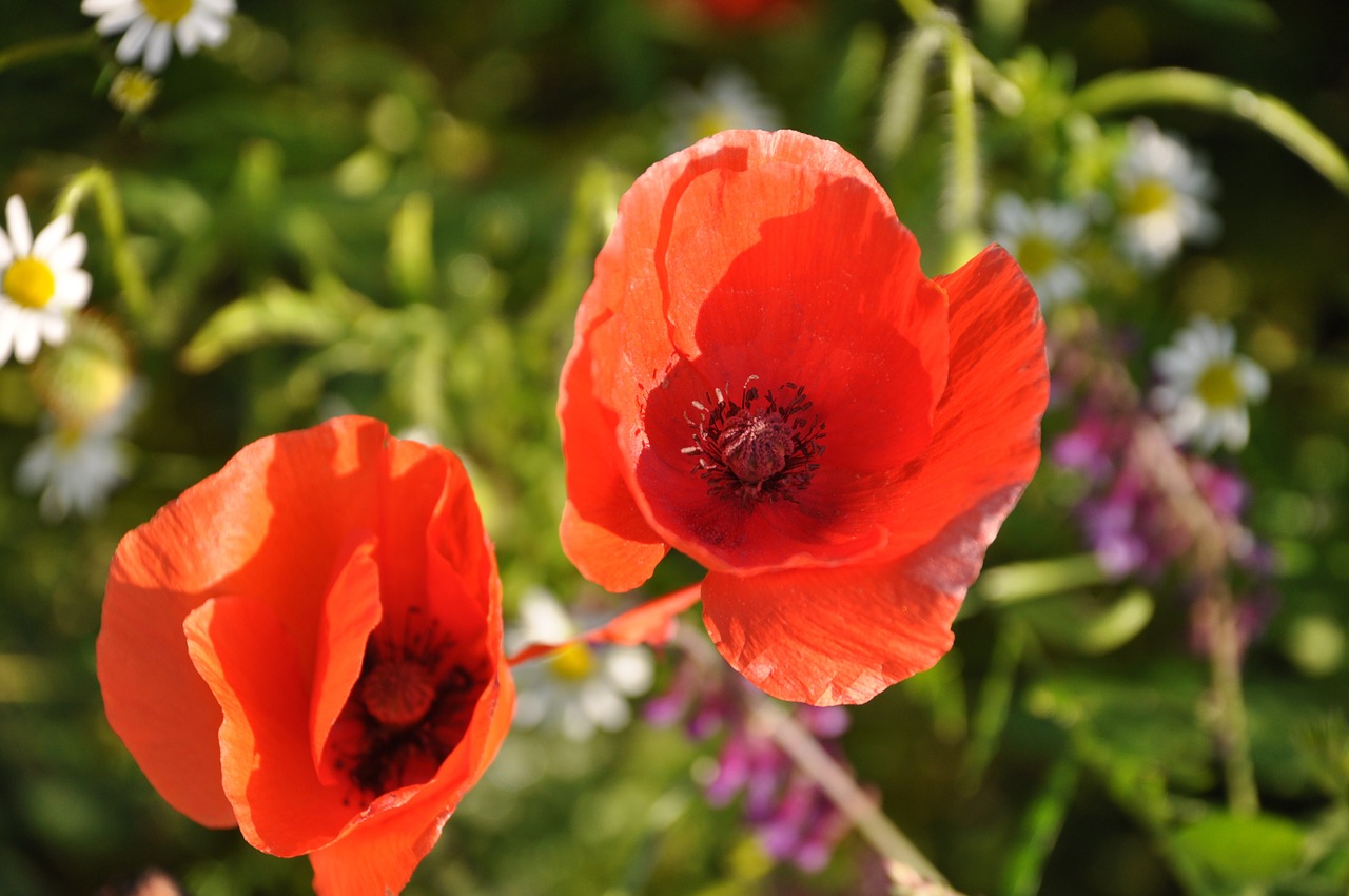 poppy field of poppies france free photo