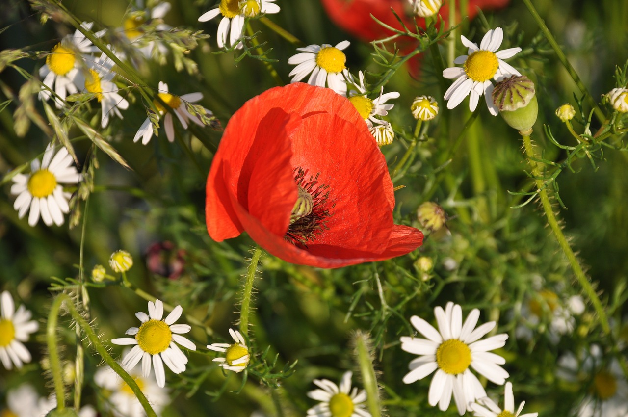 poppy field of poppies france free photo