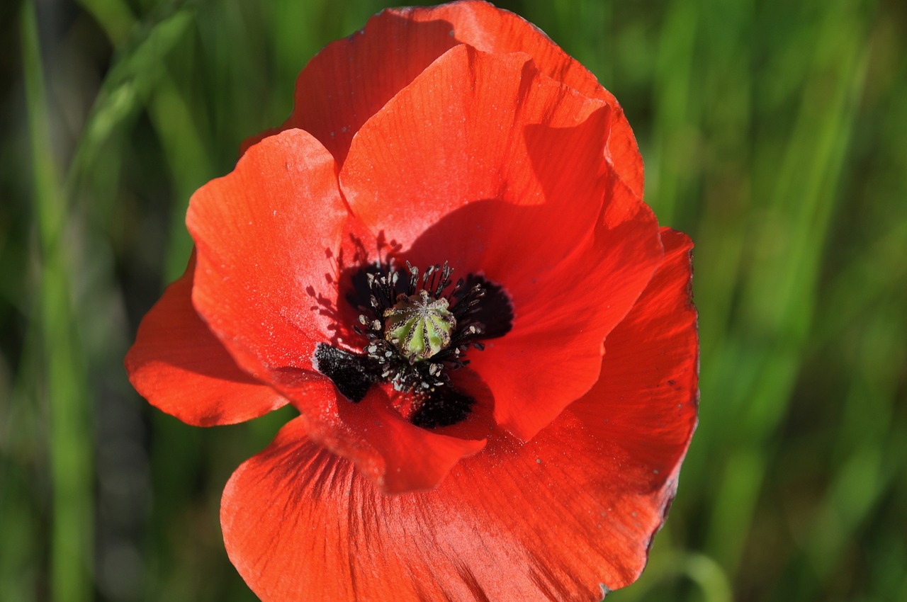 poppy field of poppies france free photo