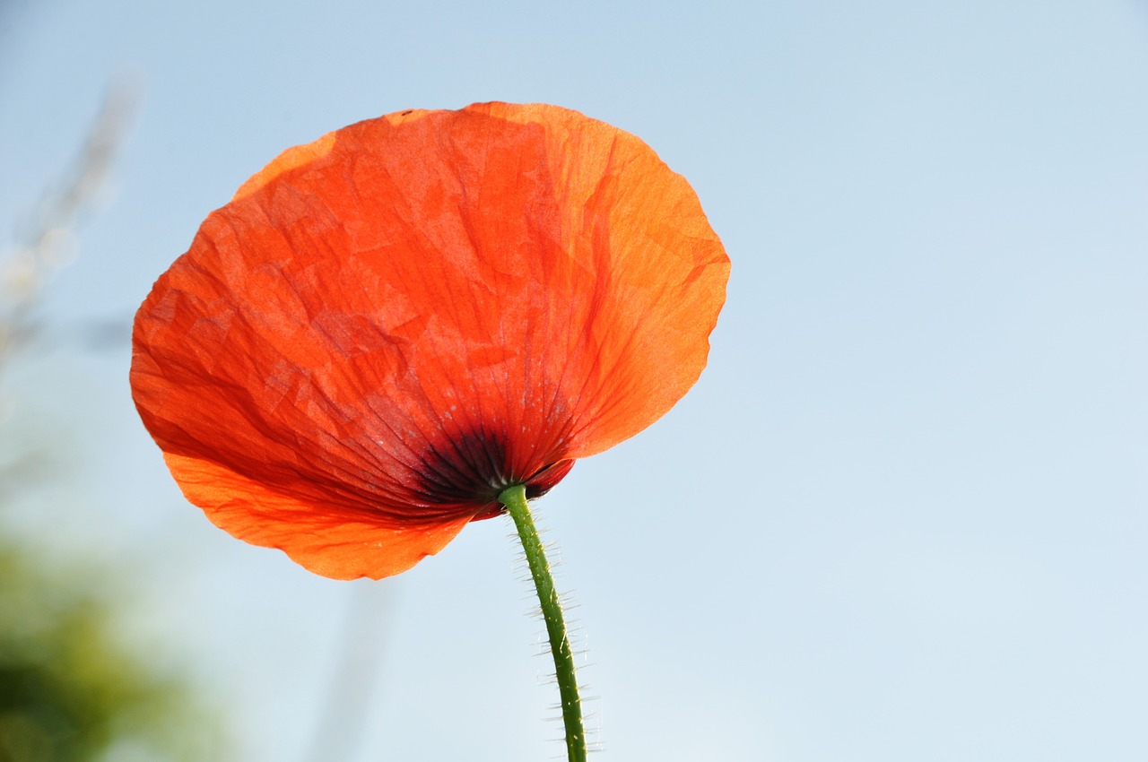 poppy field of poppies france free photo