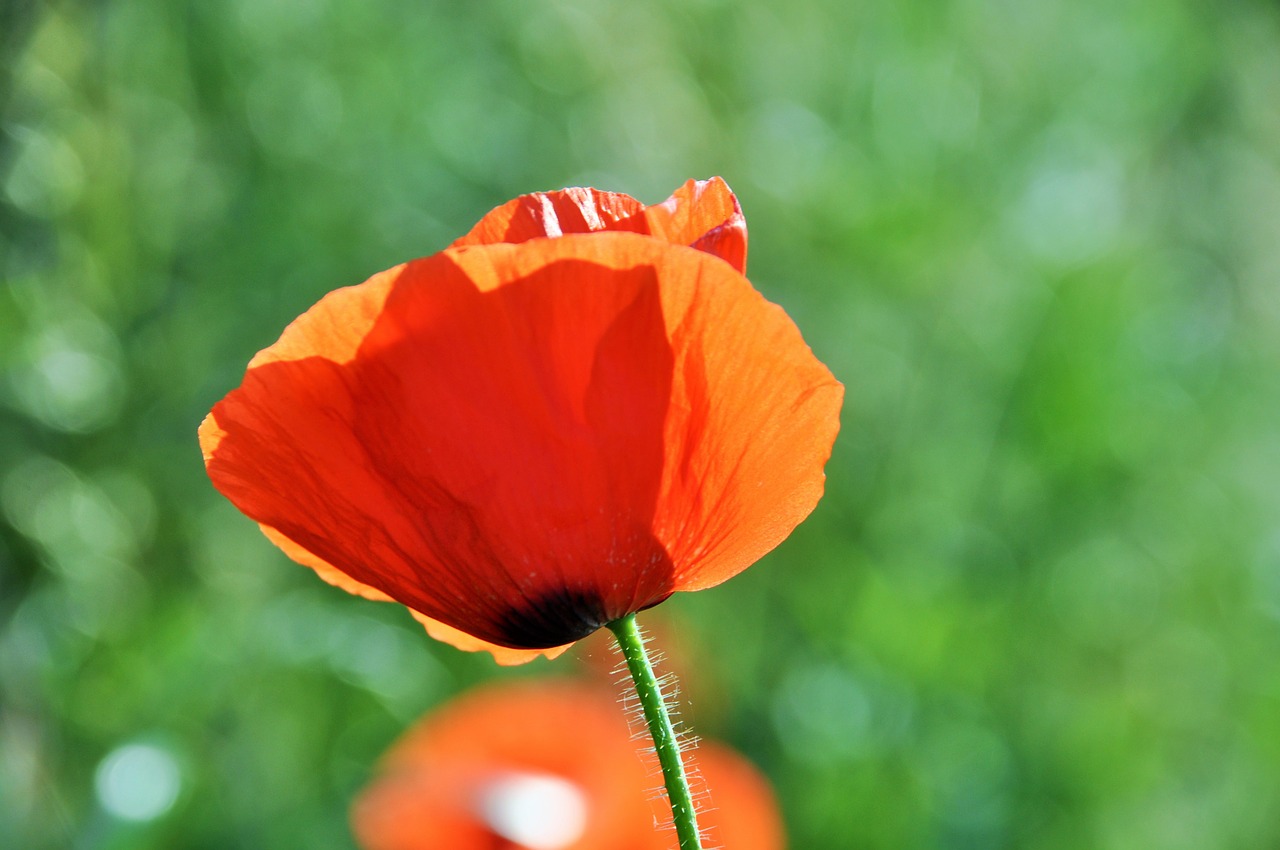 poppy field of poppies france free photo