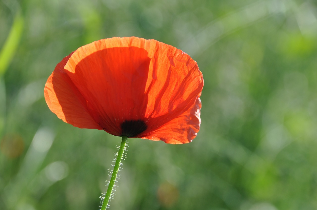 poppy field of poppies france free photo