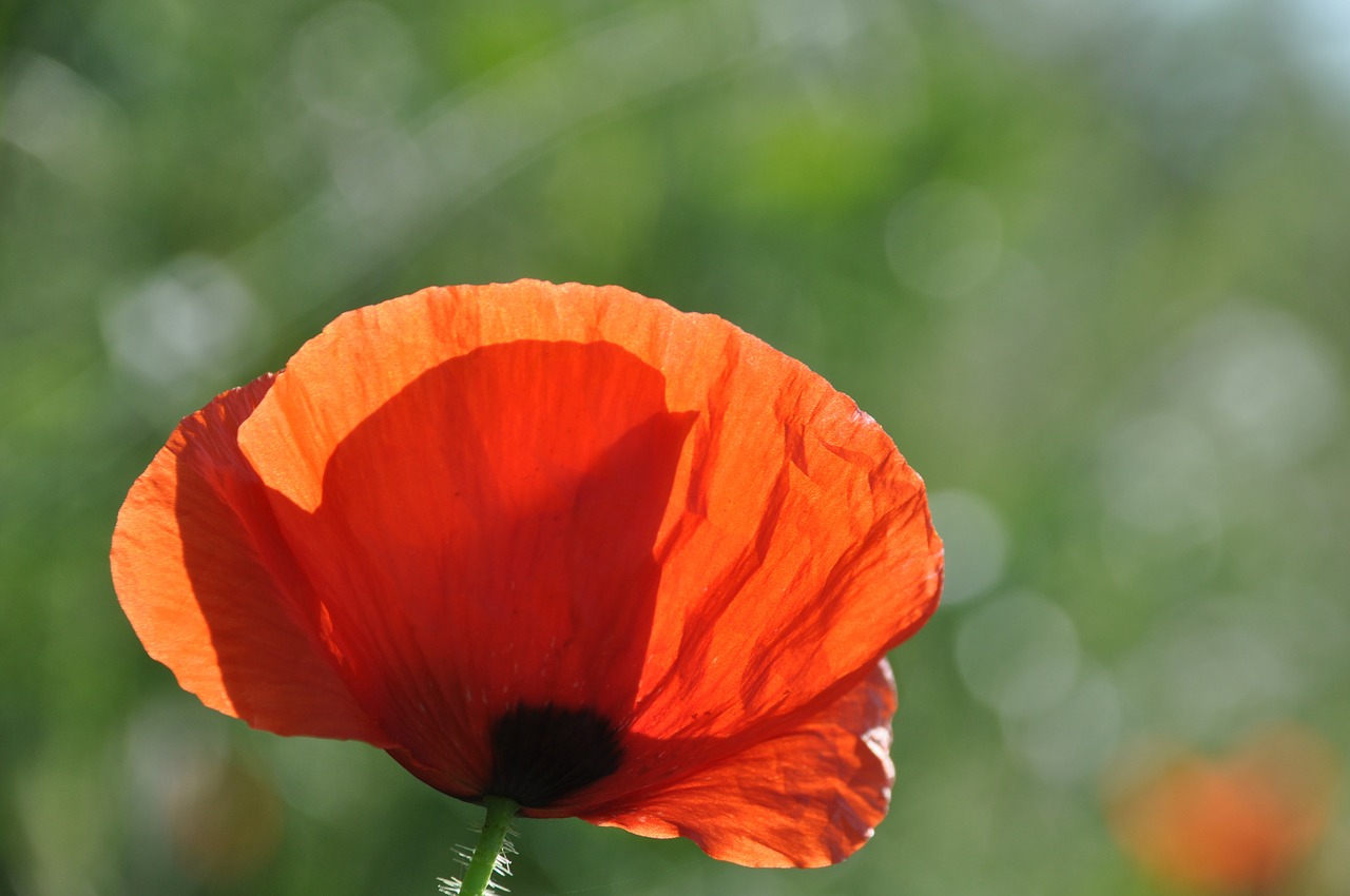 poppy field of poppies france free photo