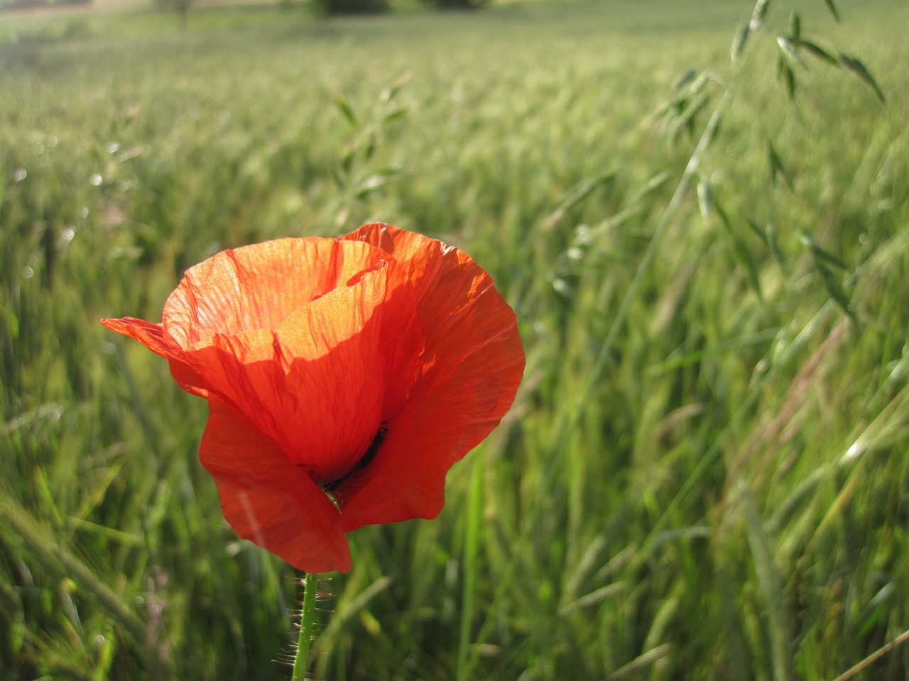 poppy red meadow free photo