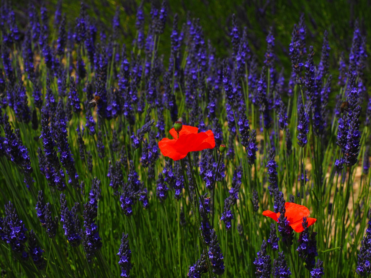 poppy flowers red free photo