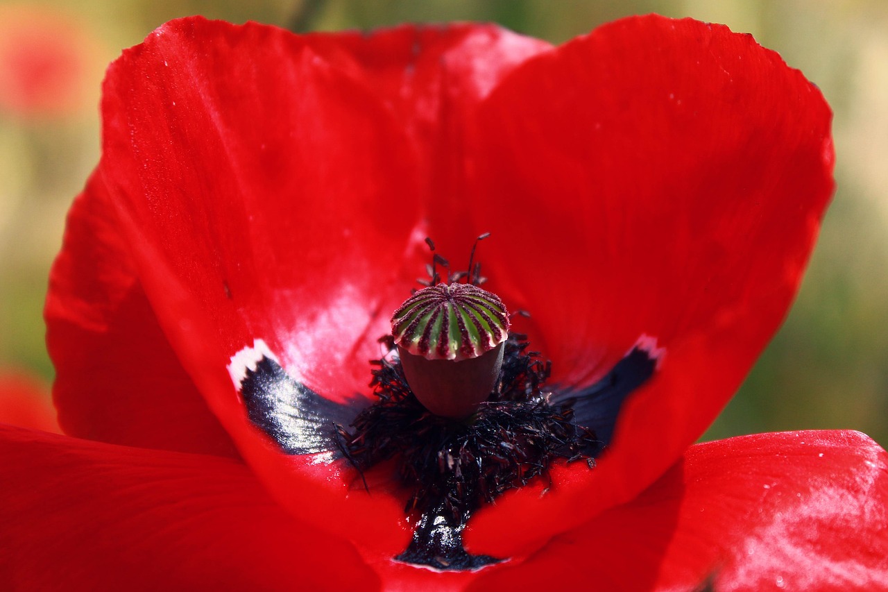 poppy blossom bloom free photo