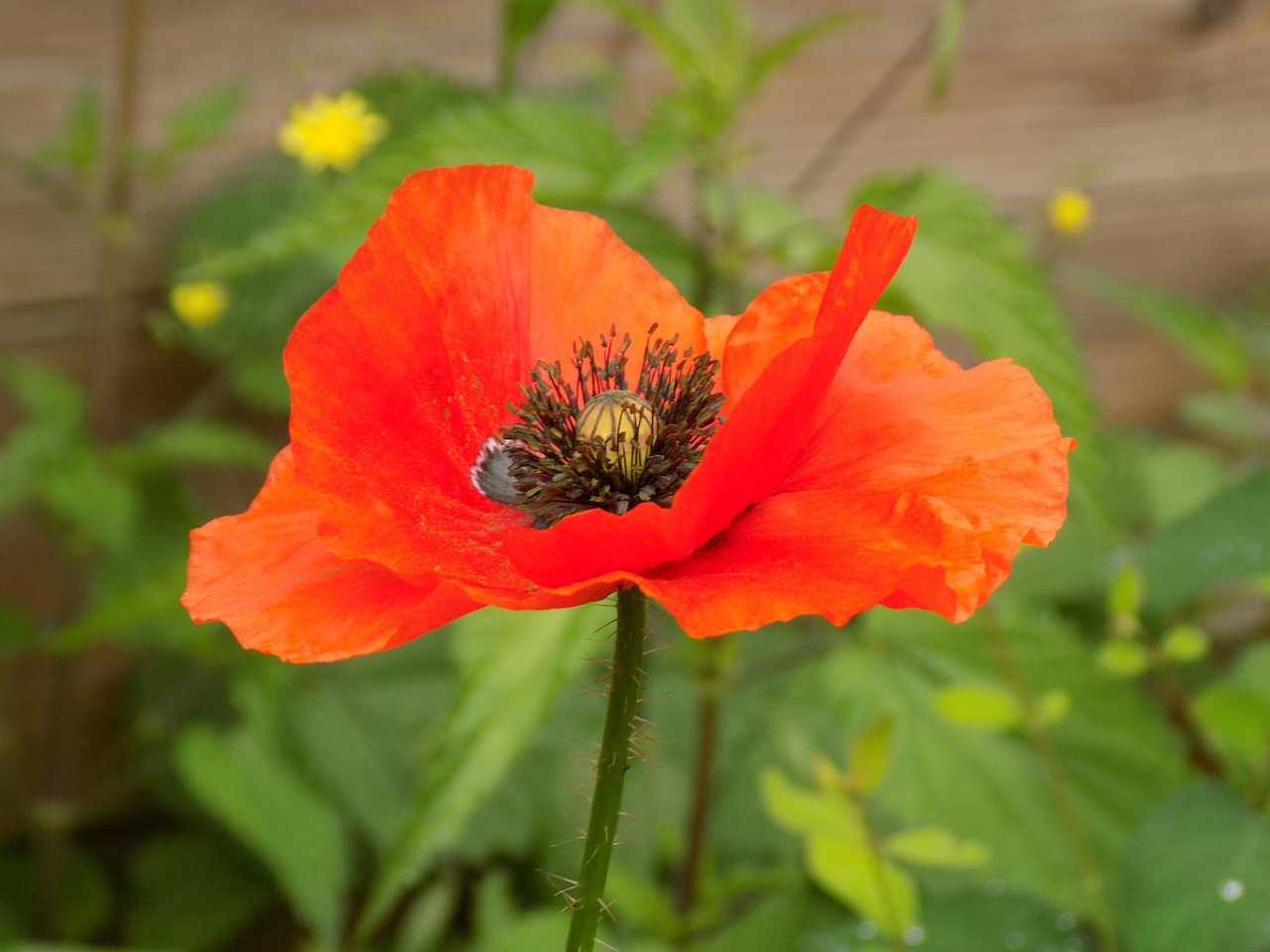 poppy garden blossom free photo