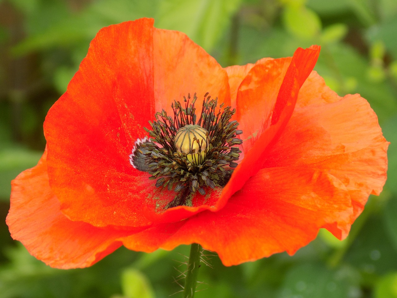 poppy garden blossom free photo