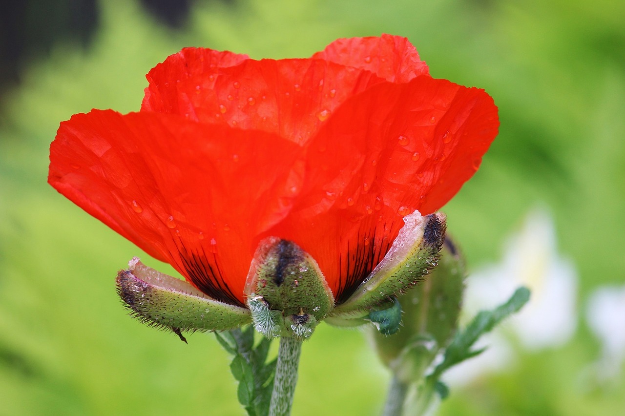 poppy red large free photo