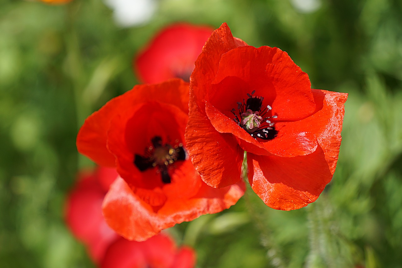 poppy flower flora free photo