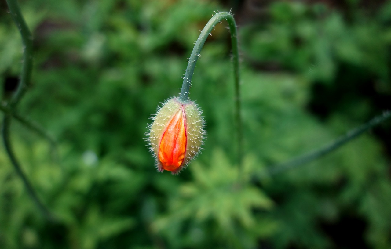 poppy petal flower free photo