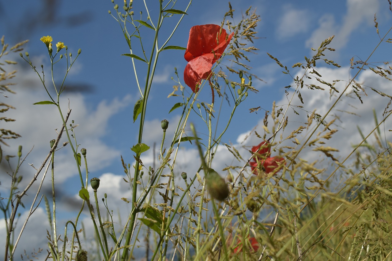 poppy close meadow free photo