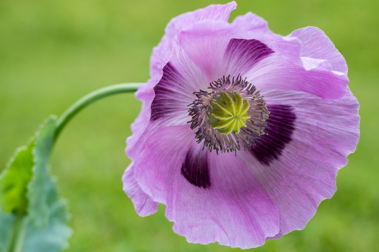 poppy purple close free photo