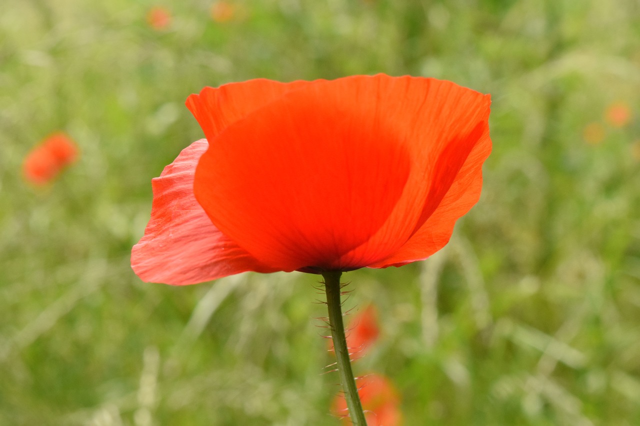 poppy poppy flower flower free photo