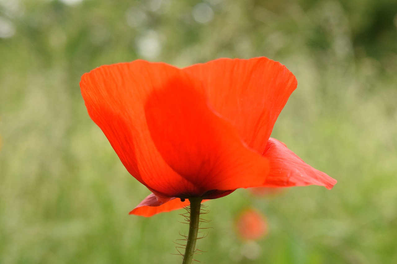 poppy poppy flower close free photo