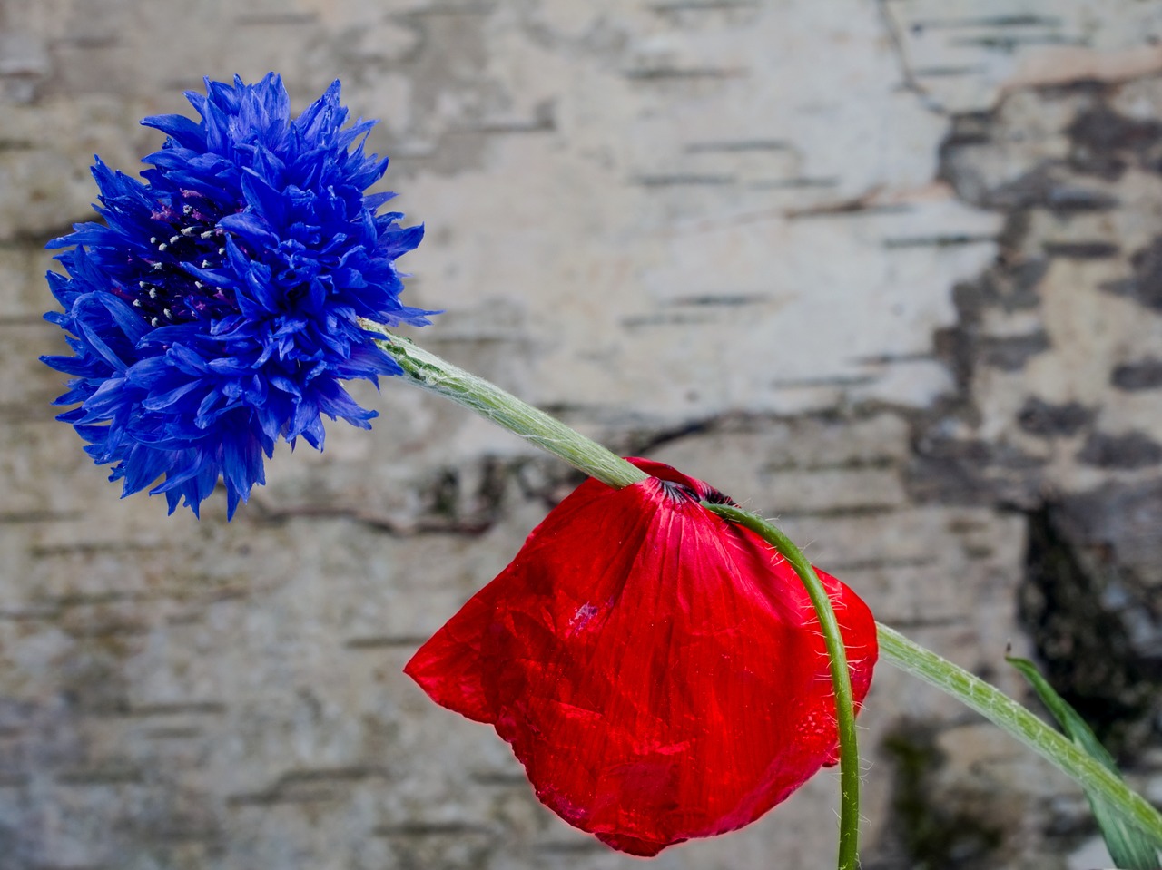 poppy klatschmohn cornflower free photo