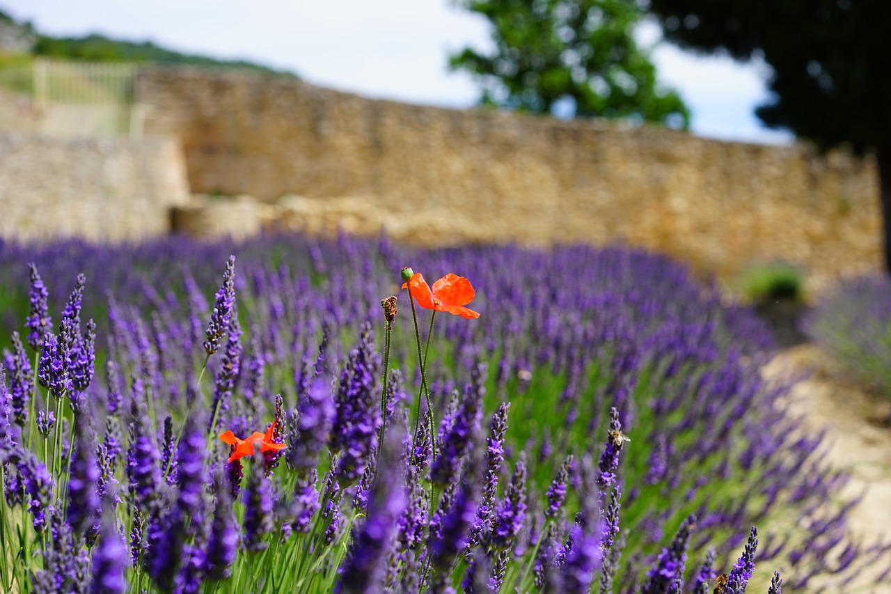 poppy klatschmohn flowers free photo