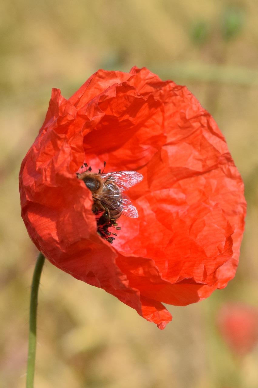 poppy bee nature free photo