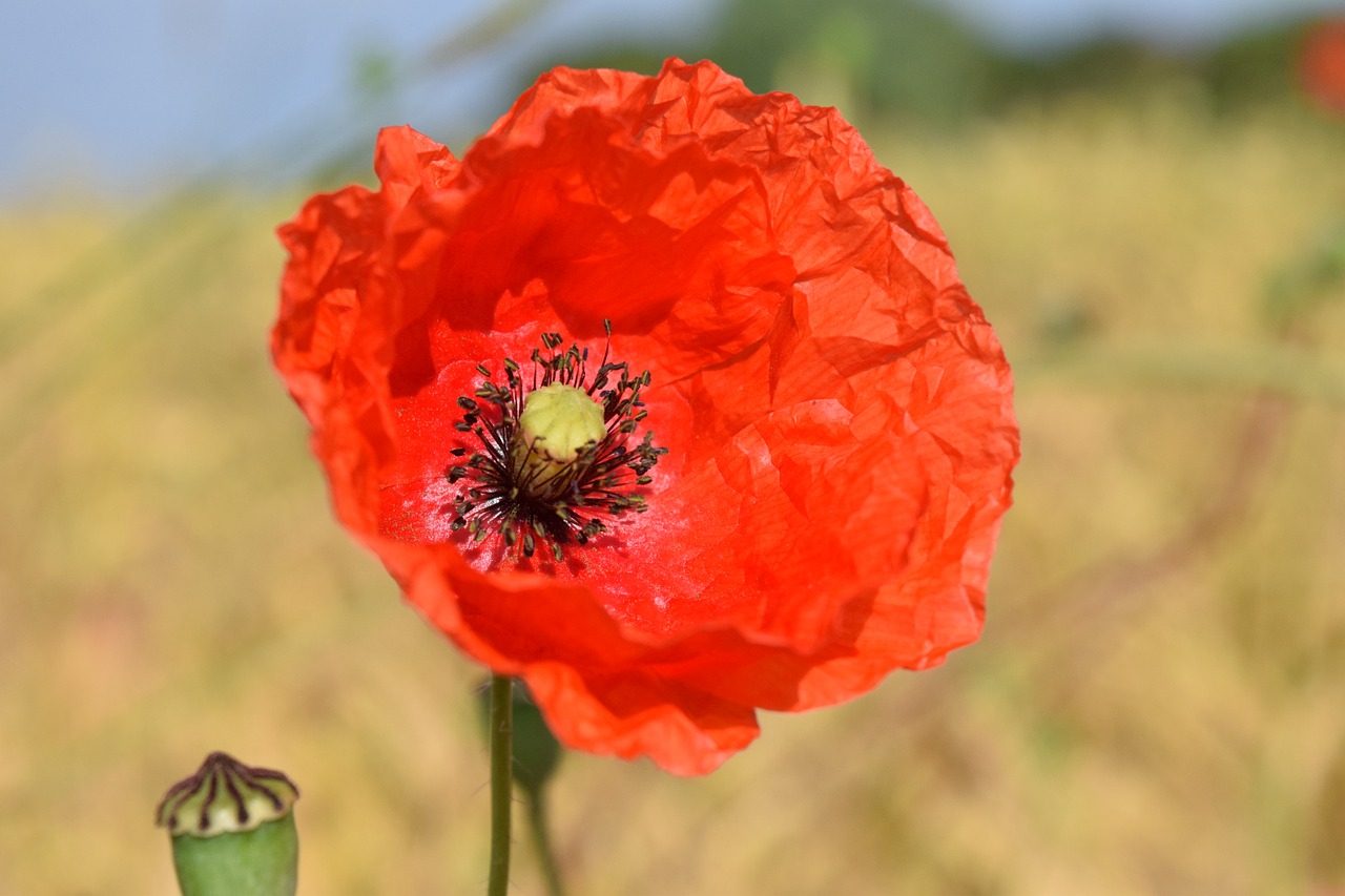 poppy poppy flower red free photo