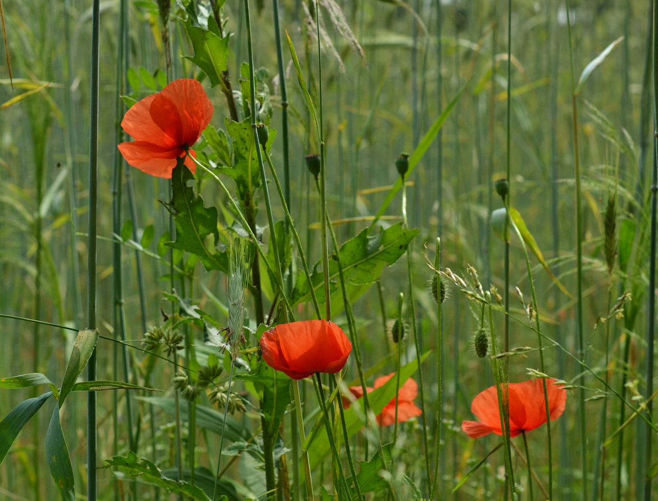 poppy klatschmohn red free photo