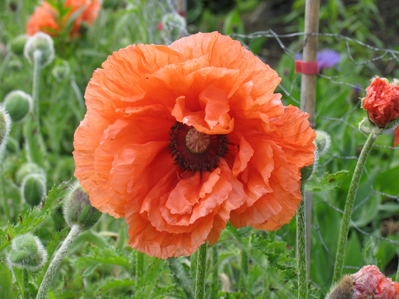 poppy flower nature free photo