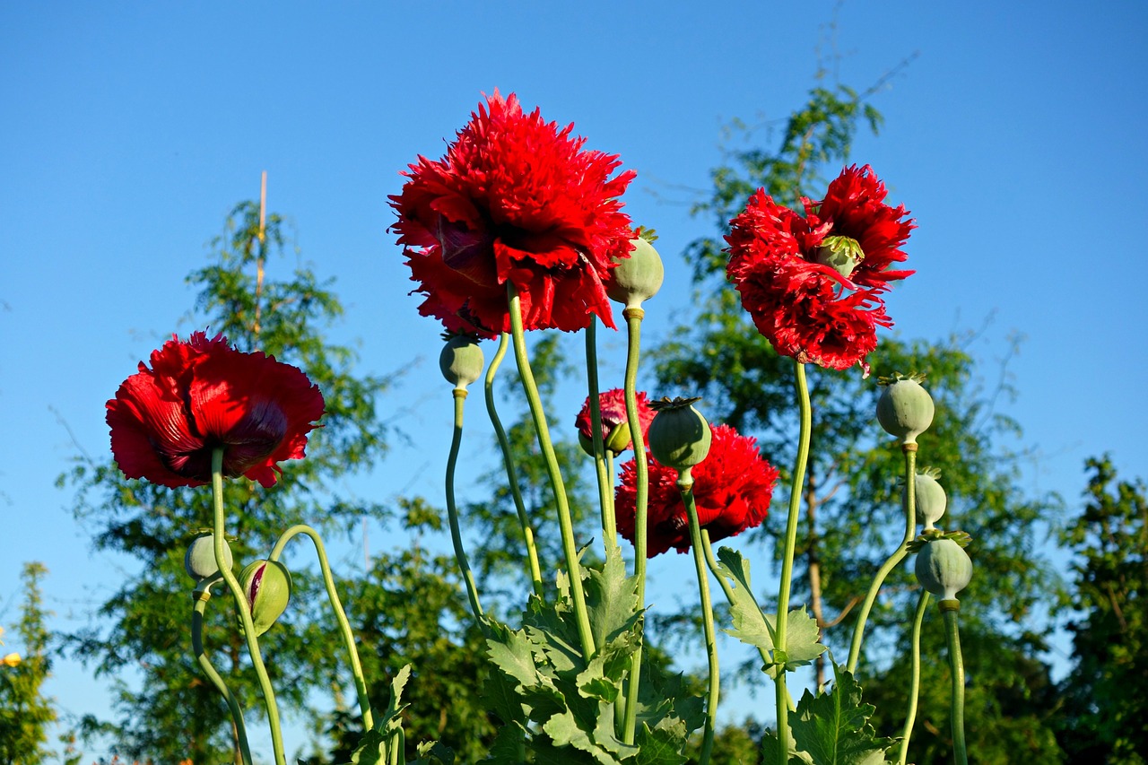 poppy papaver plant free photo