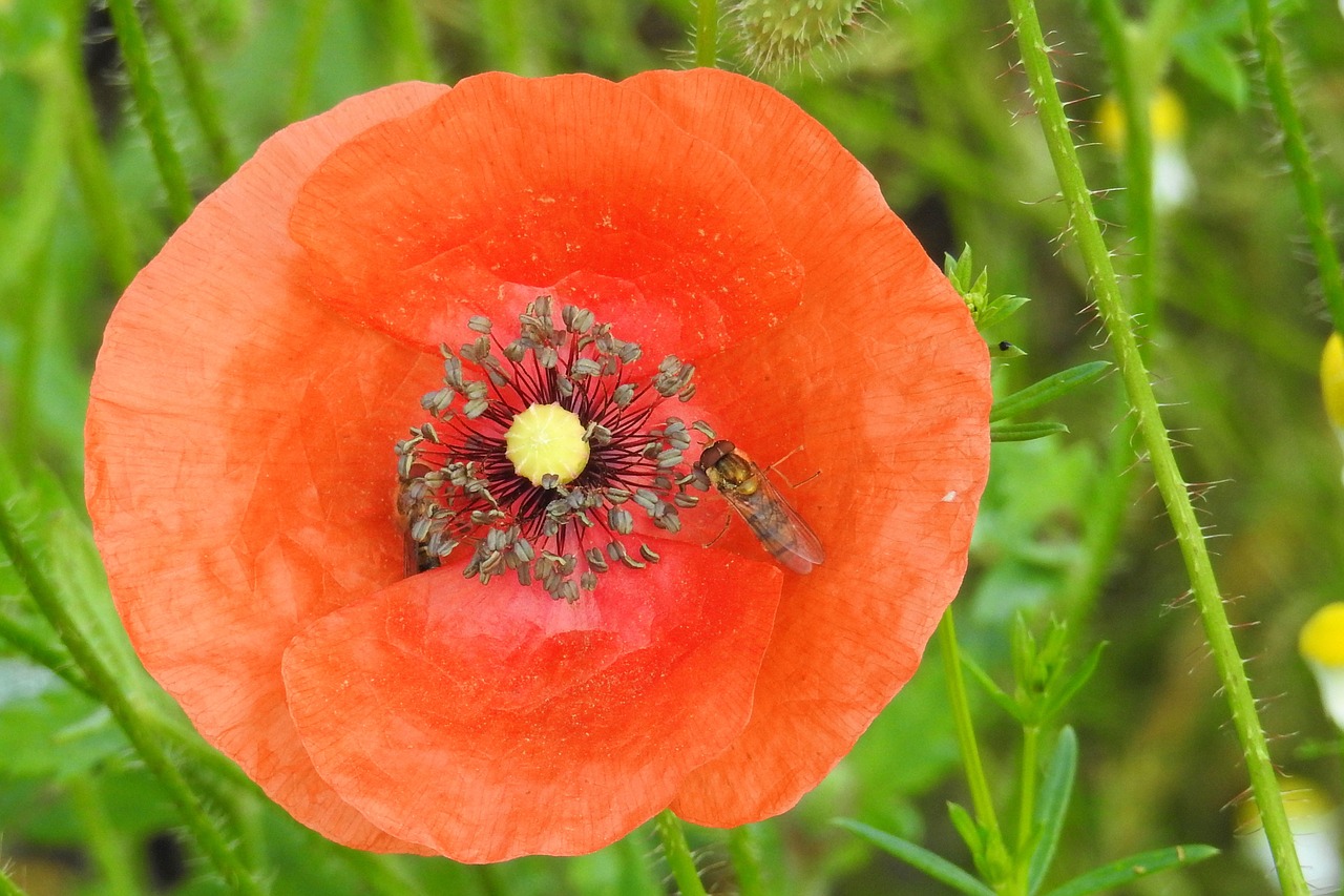 poppy blossom bloom free photo