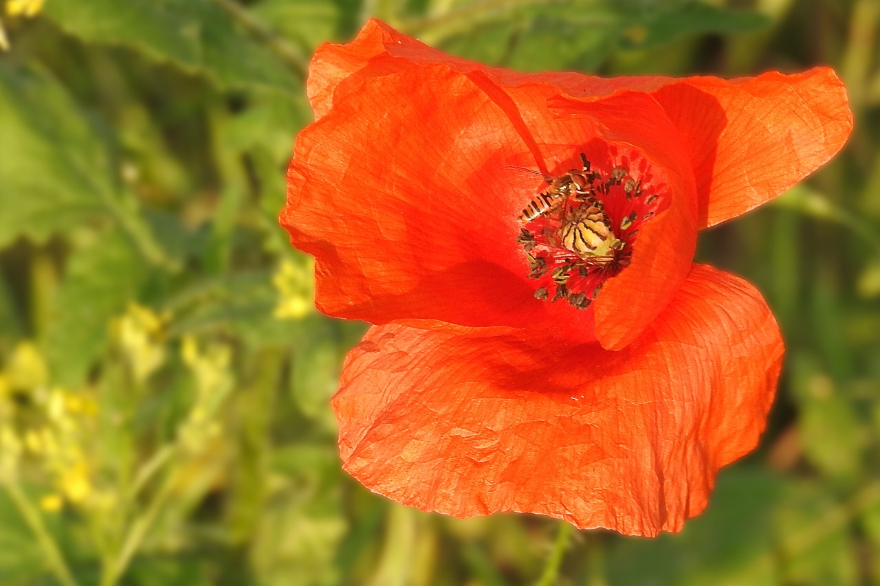 poppy blossom bloom free photo