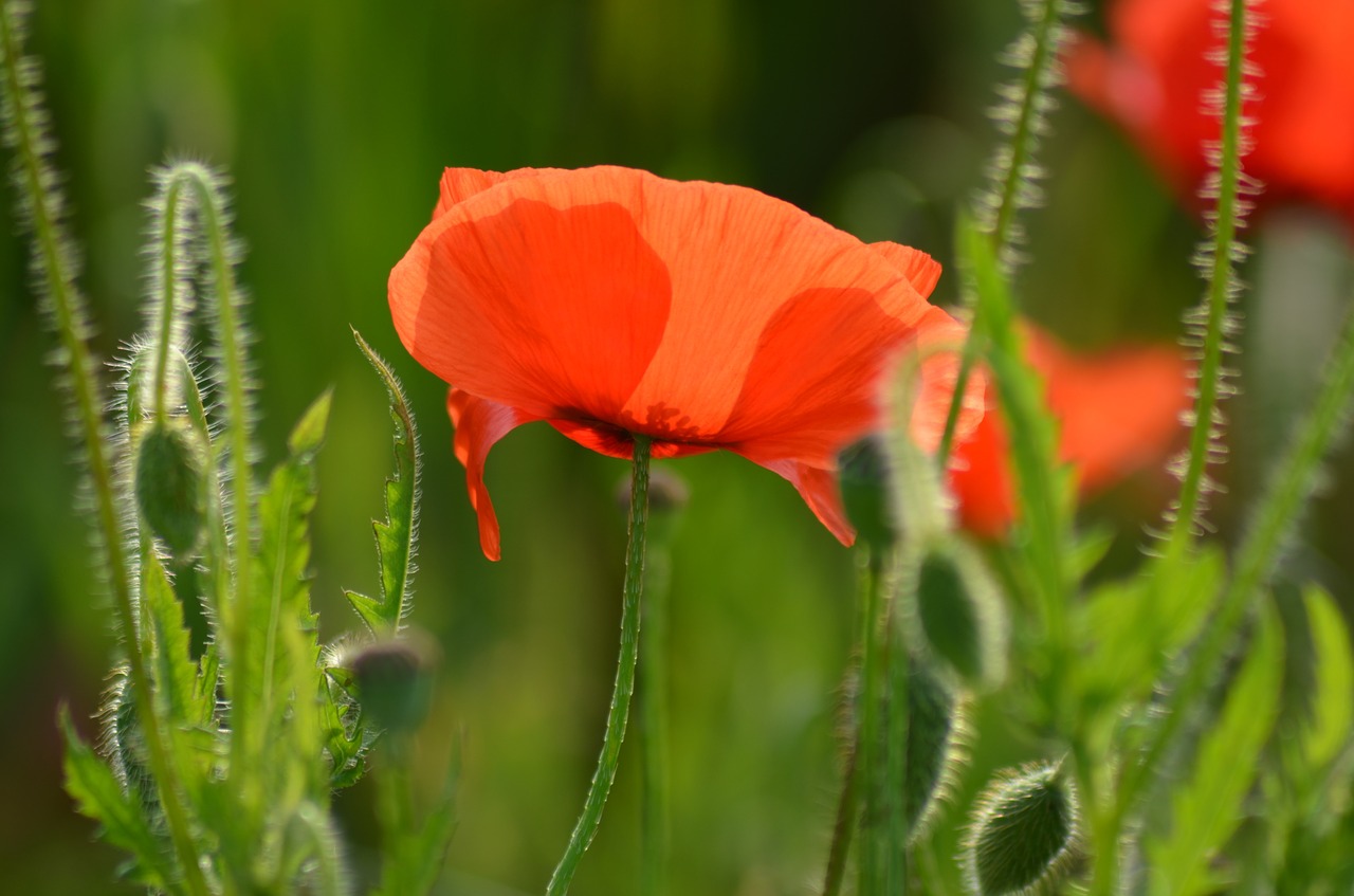 poppy field of poppies france free photo