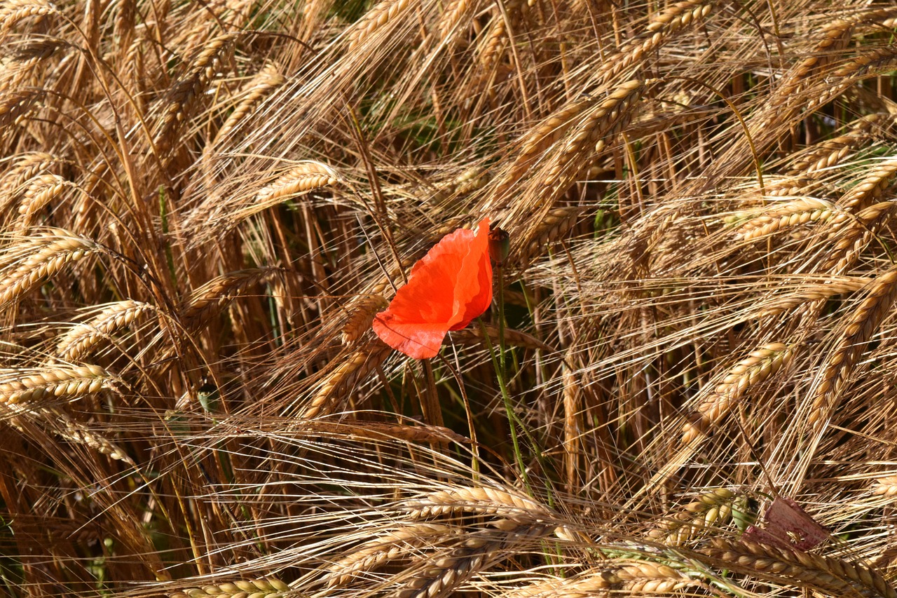 poppy cornfield barley free photo