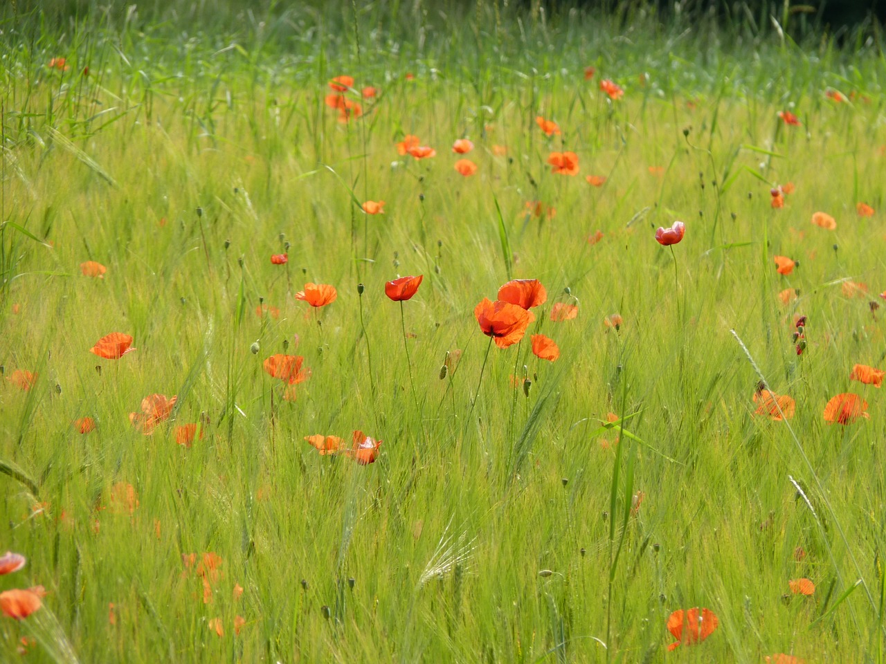 poppy red poppy klatschmohn free photo